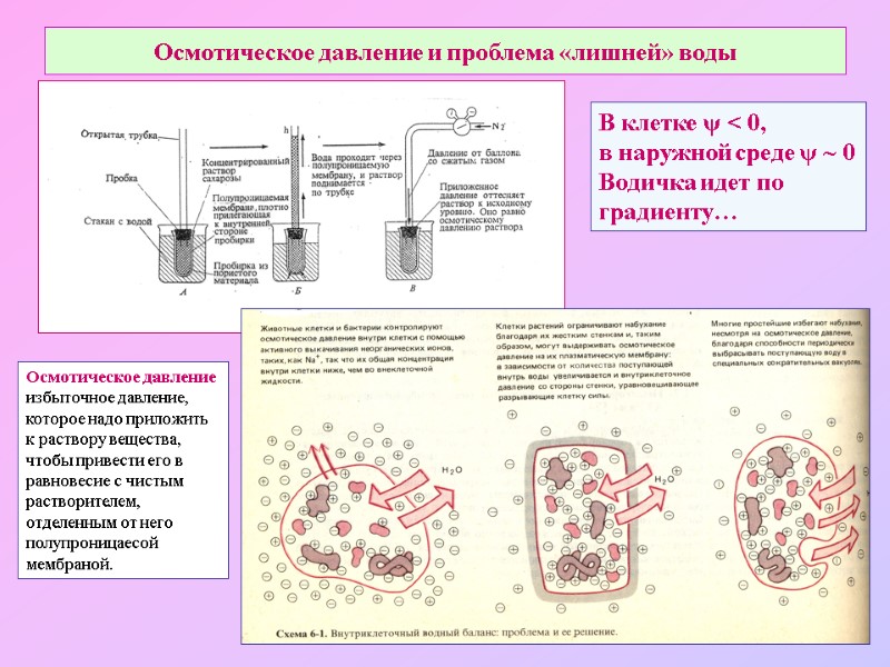 Осмотическое давление и проблема «лишней» воды В клетке ψ < 0,  в наружной